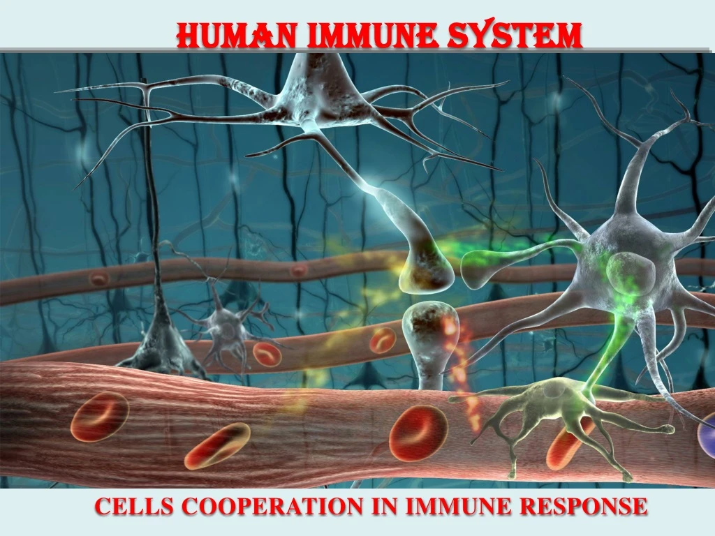 human immune system