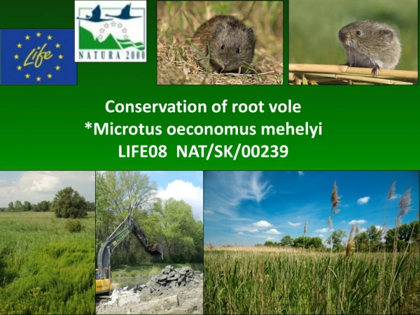 Conservation of root vole *Microtus oeconomus mehelyi LIFE08 NAT/SK/00239