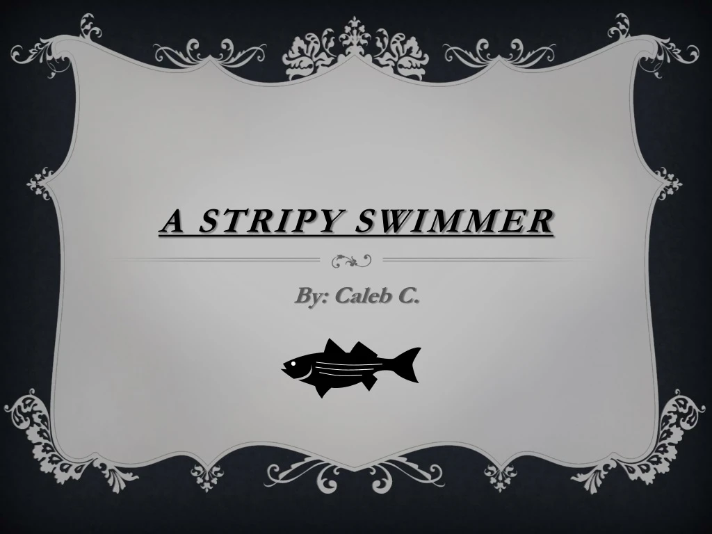 a stripy swimmer