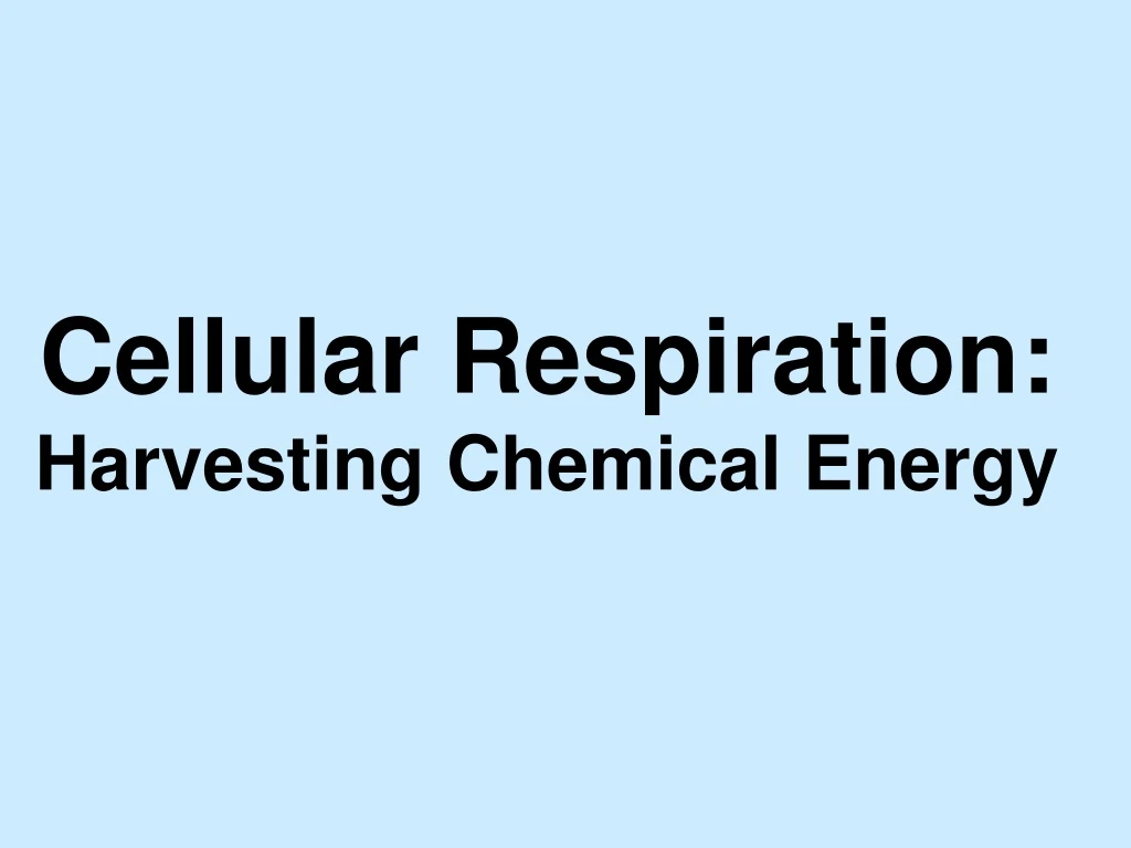 cellular respiration harvesting chemical energy