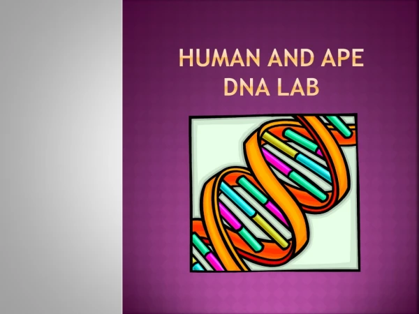 Human and Ape DNA Lab