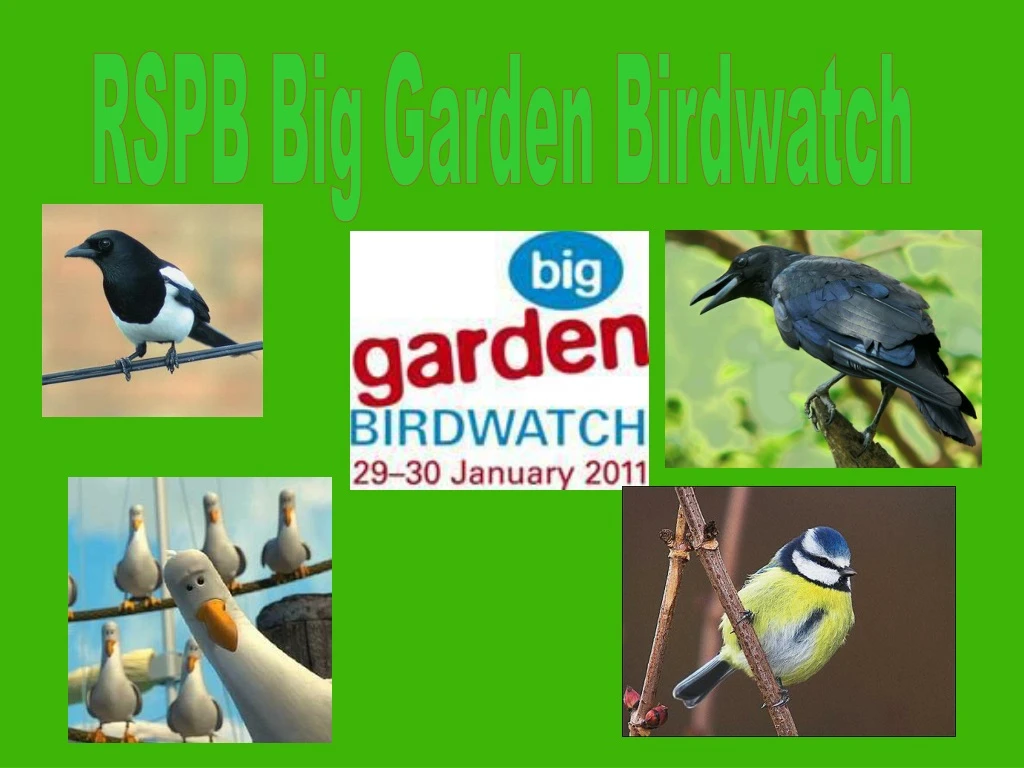 rspb big garden birdwatch