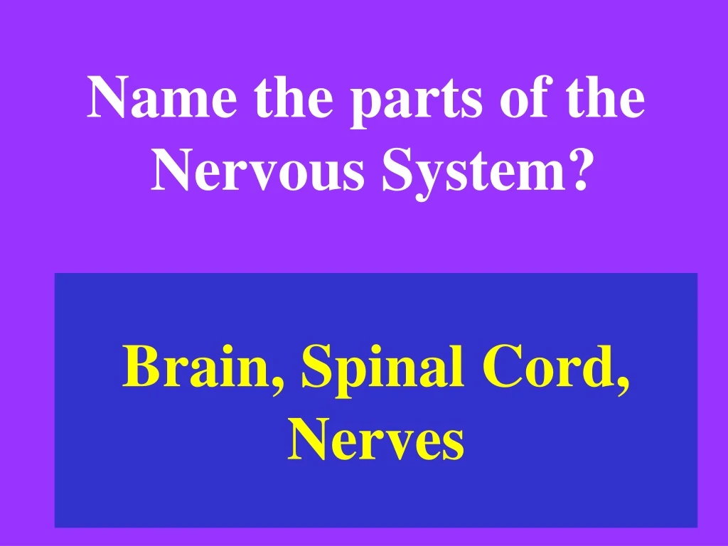 brain spinal cord nerves