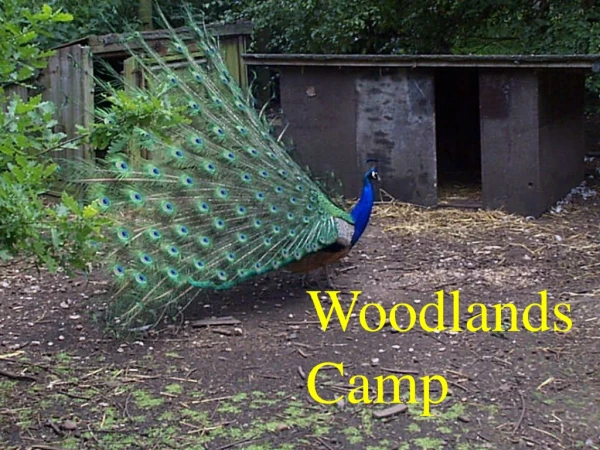 Woodlands Camp