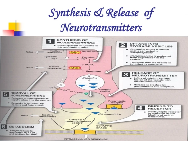 Synthesis &amp; Release of Neurotransmitters