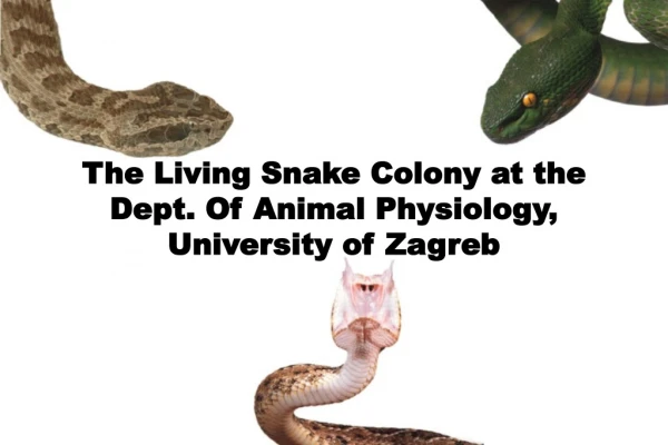 The Living Snake Colony at the Dept. Of Animal Physiology, University of Zagreb