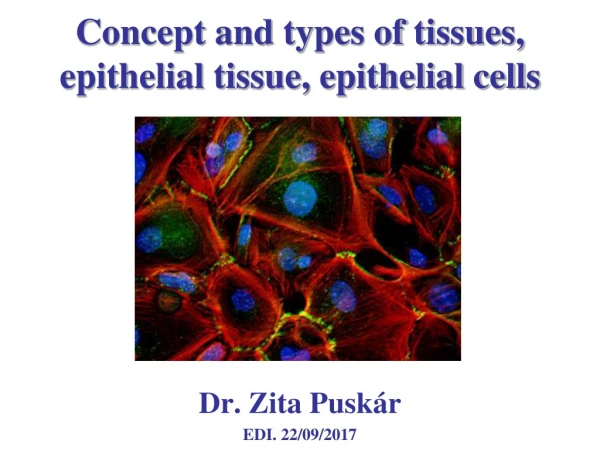 Concept and types of tissues, epithelial tissue, epithelial cells