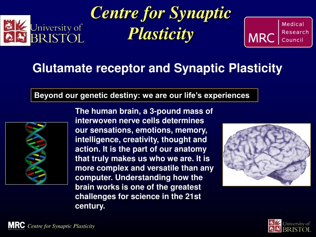 the human brain a 3 pound mass of interwoven