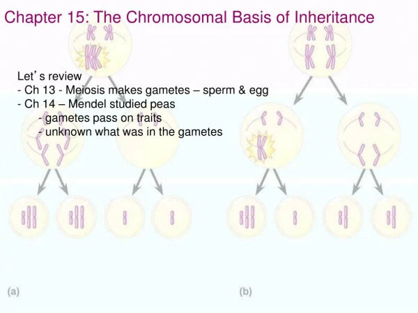 Chapter 15: The Chromosomal Basis of Inheritance