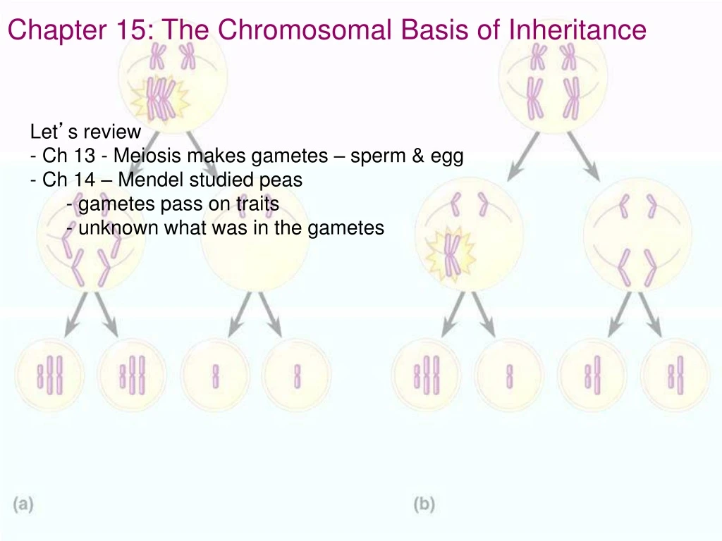 chapter 15 the chromosomal basis of inheritance