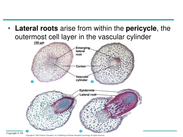 Emerging lateral root