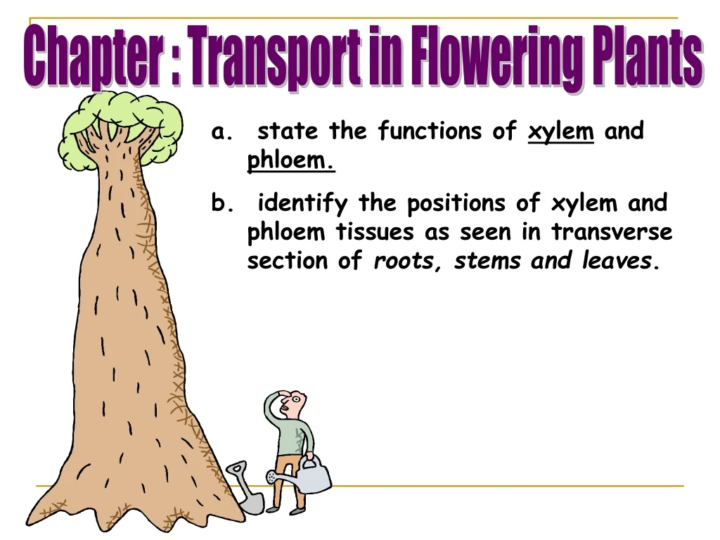 chapter transport in flowering plants