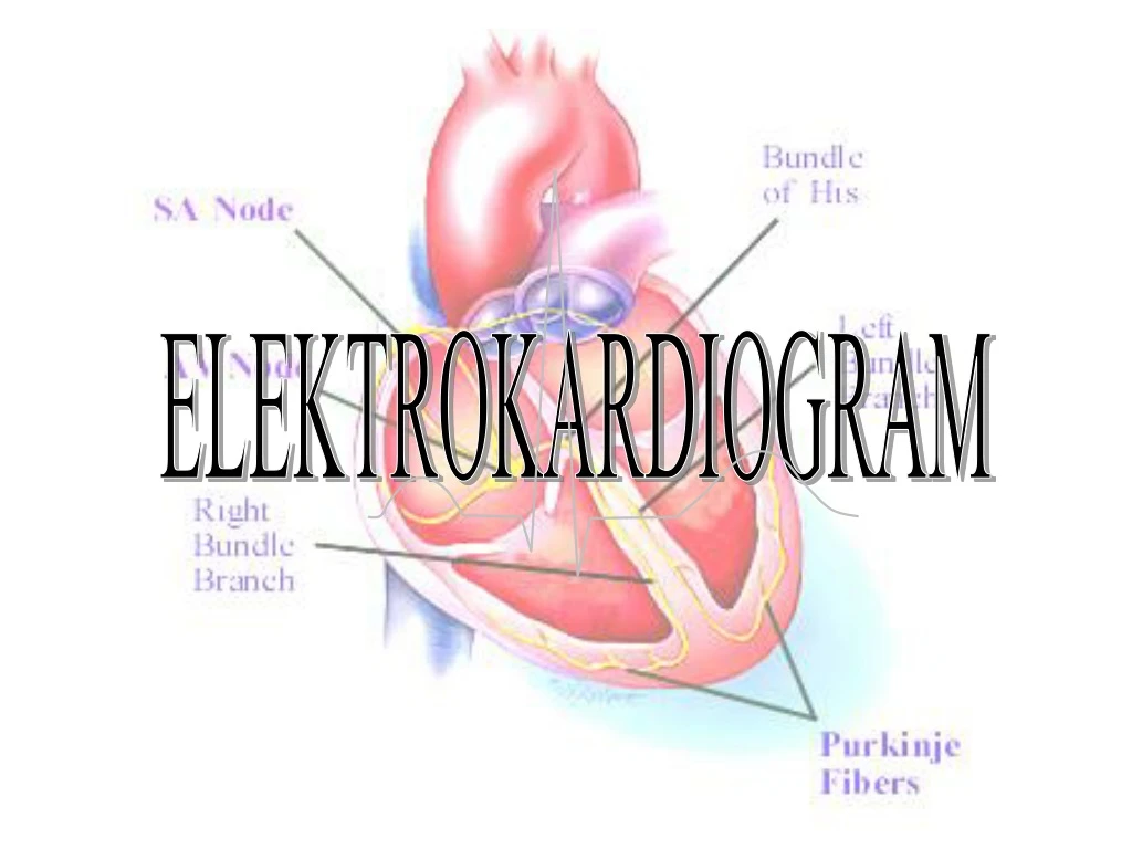 elektrokardiogram