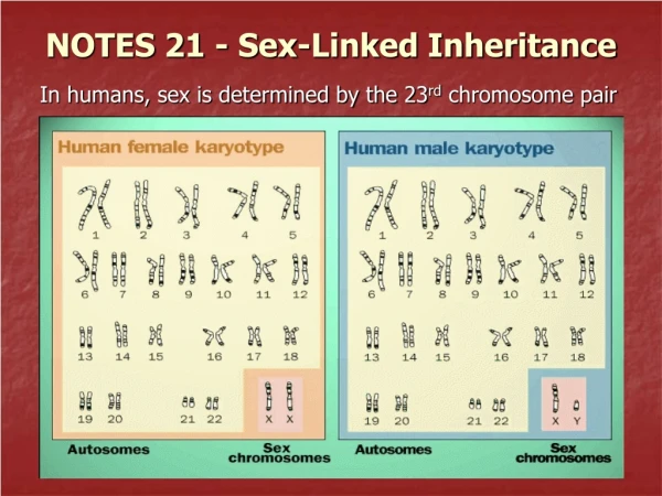 NOTES 21 - Sex-Linked Inheritance