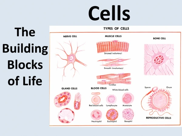 Cells