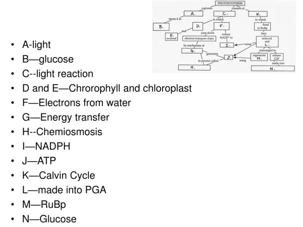 A-light B—glucose C--light reaction D and E—Chrorophyll and chloroplast F—Electrons from water