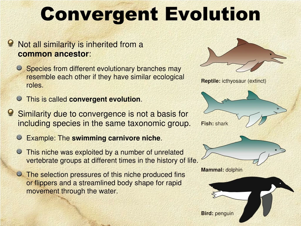 Divergent & Convergent Evolution  Comparison & Examples - Video