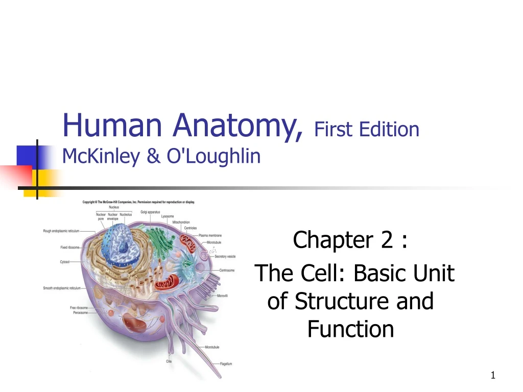 human anatomy first edition mckinley o loughlin