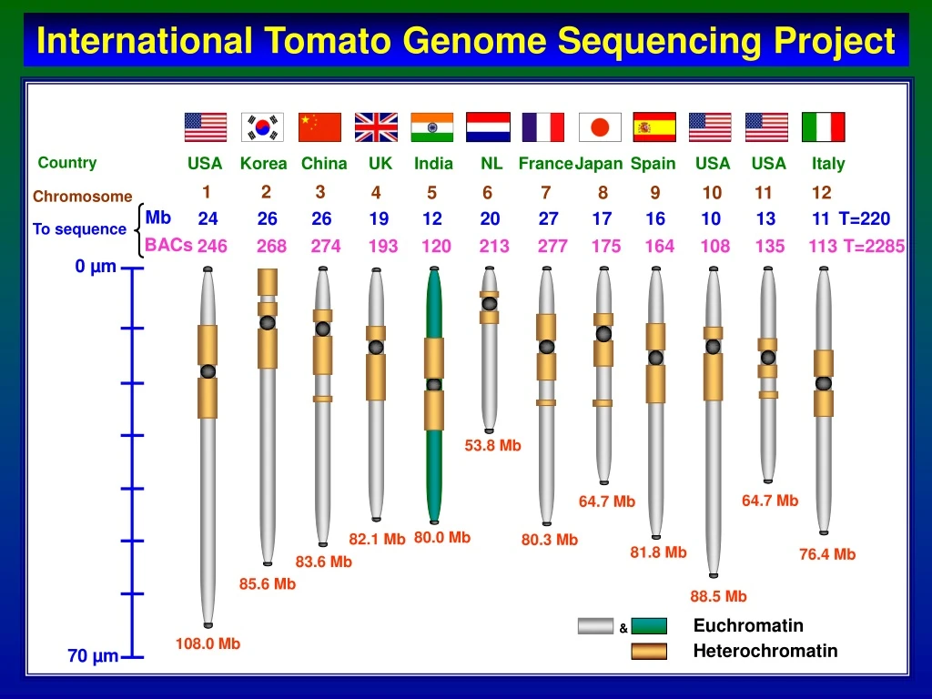 international tomato genome sequencing project