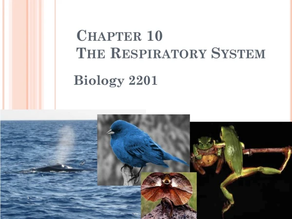 Chapter 10 The Respiratory System