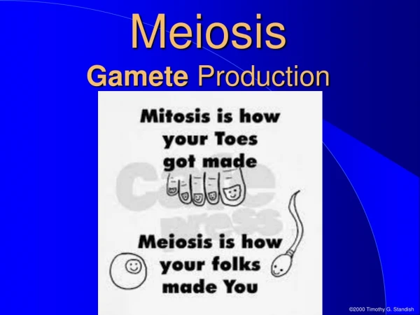 Meiosis Gamete Production