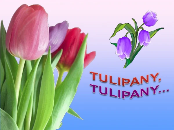 Tulipa gesneriana – Tulipan ogrodowy