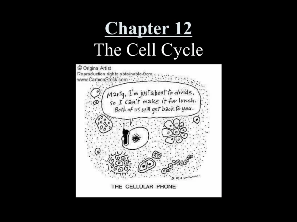 Chapter 12 The Cell Cycle