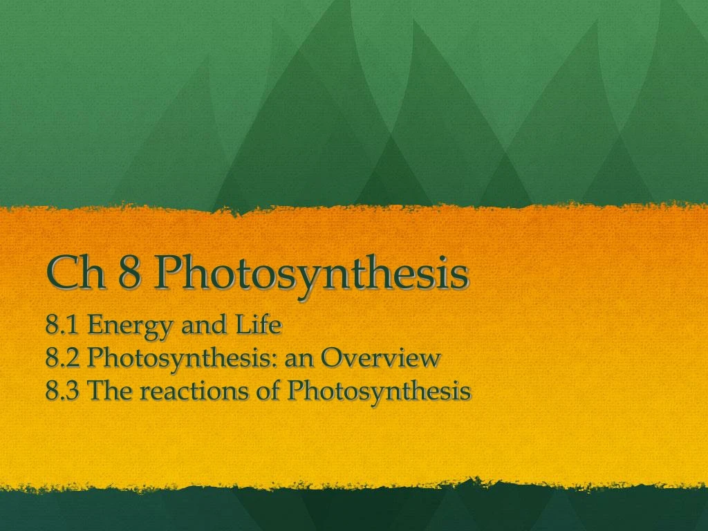 ch 8 photosynthesis