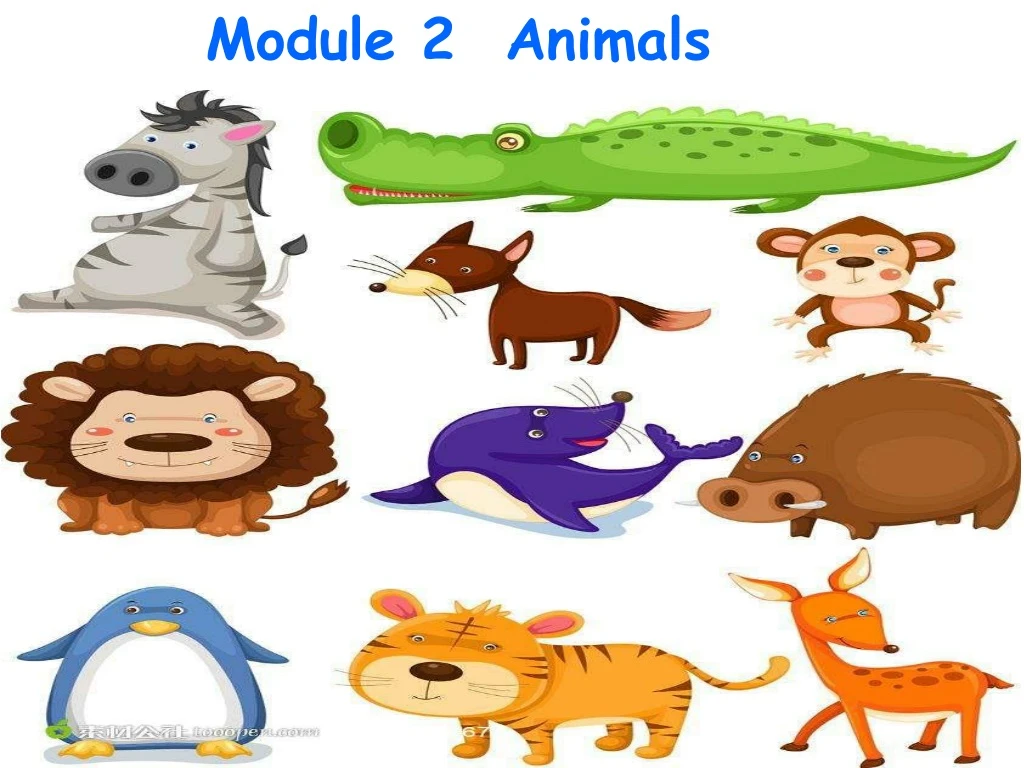 module 2 animals