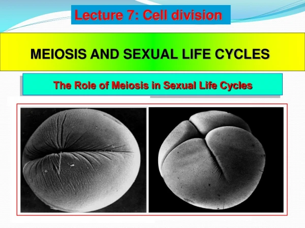 MEIOSIS AND SEXUAL LIFE CYCLES