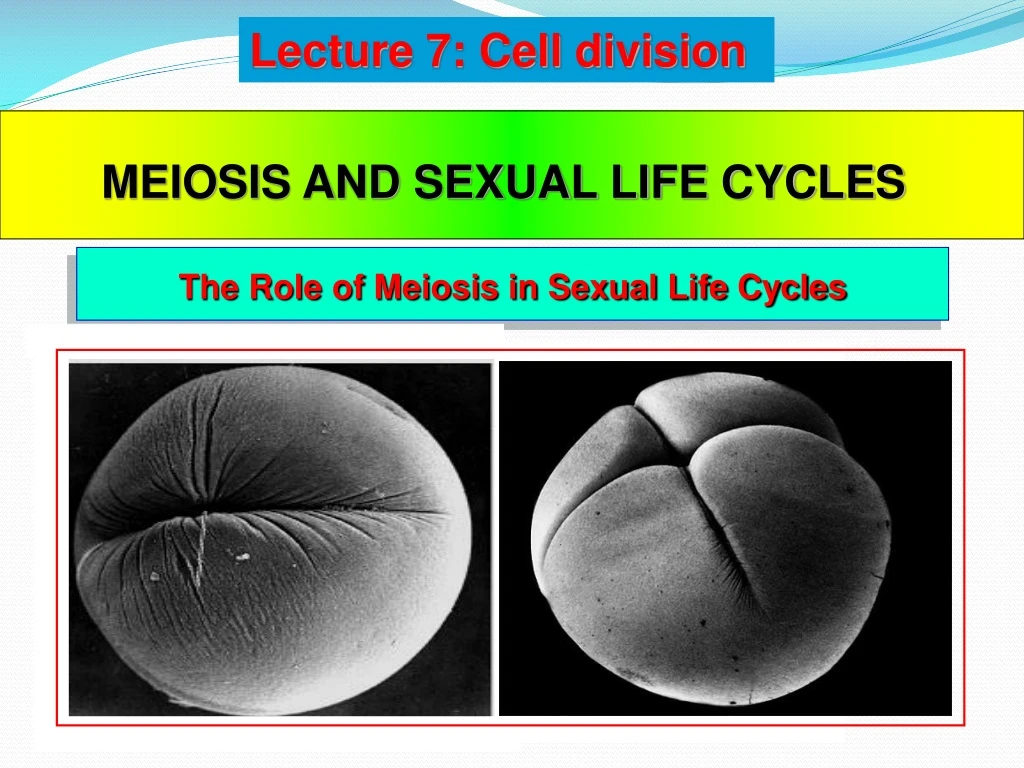 the role of meiosis in sexual life cycles