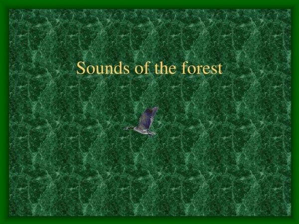 Sounds of the forest