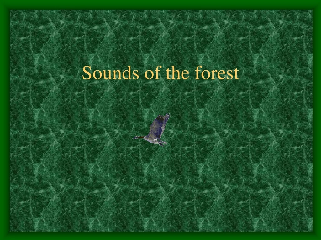 sounds of the forest