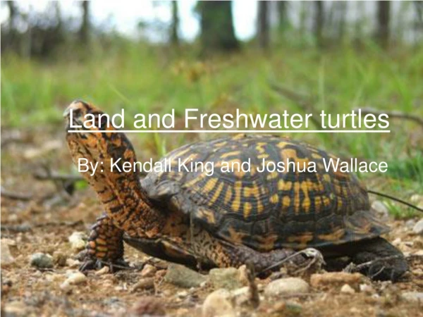Land and Freshwater turtles