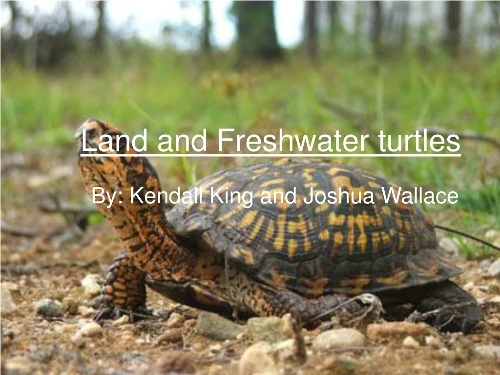 land and freshwater turtles