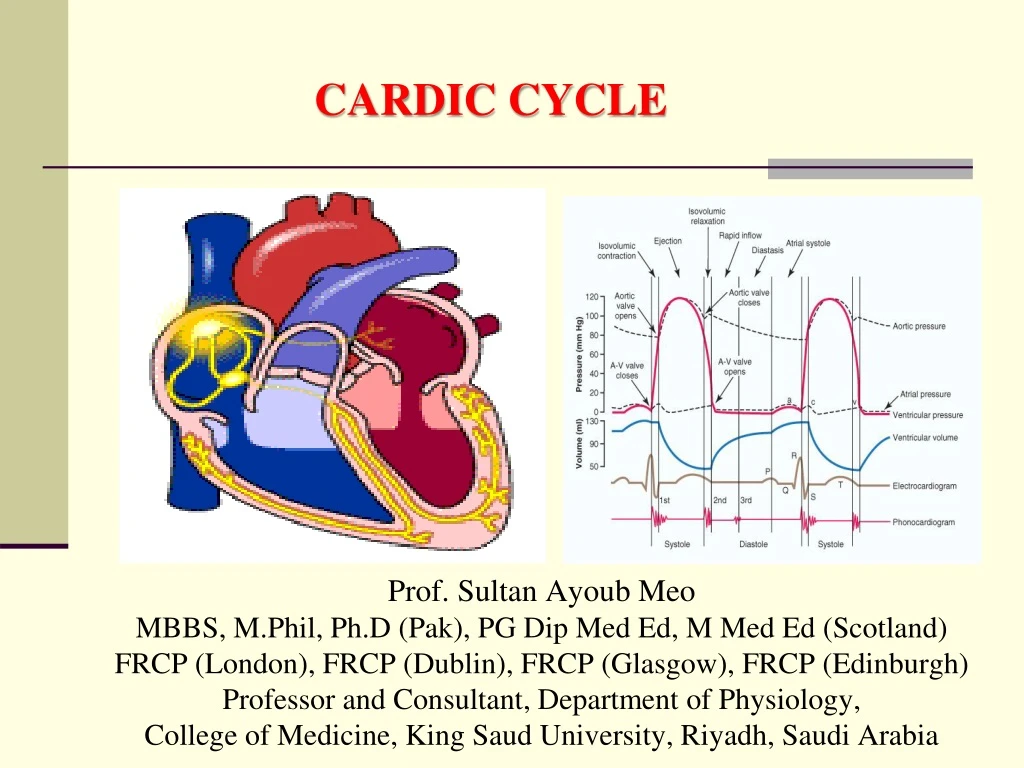 cardic cycle