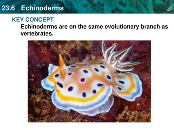 KEY CONCEPT Echinoderms are on the same evolutionary branch as vertebrates.