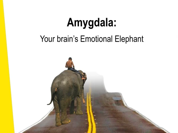 Amygdala: Your brain ’ s Emotional Elephant
