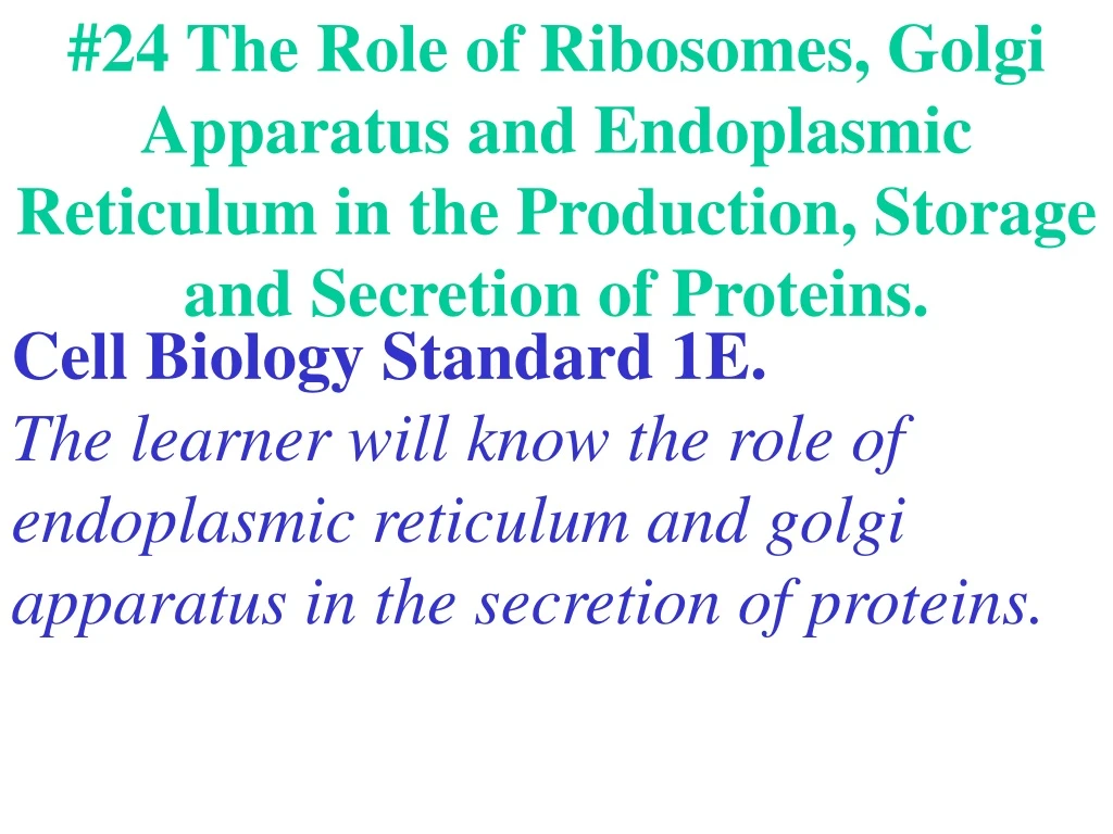 24 the role of ribosomes golgi apparatus