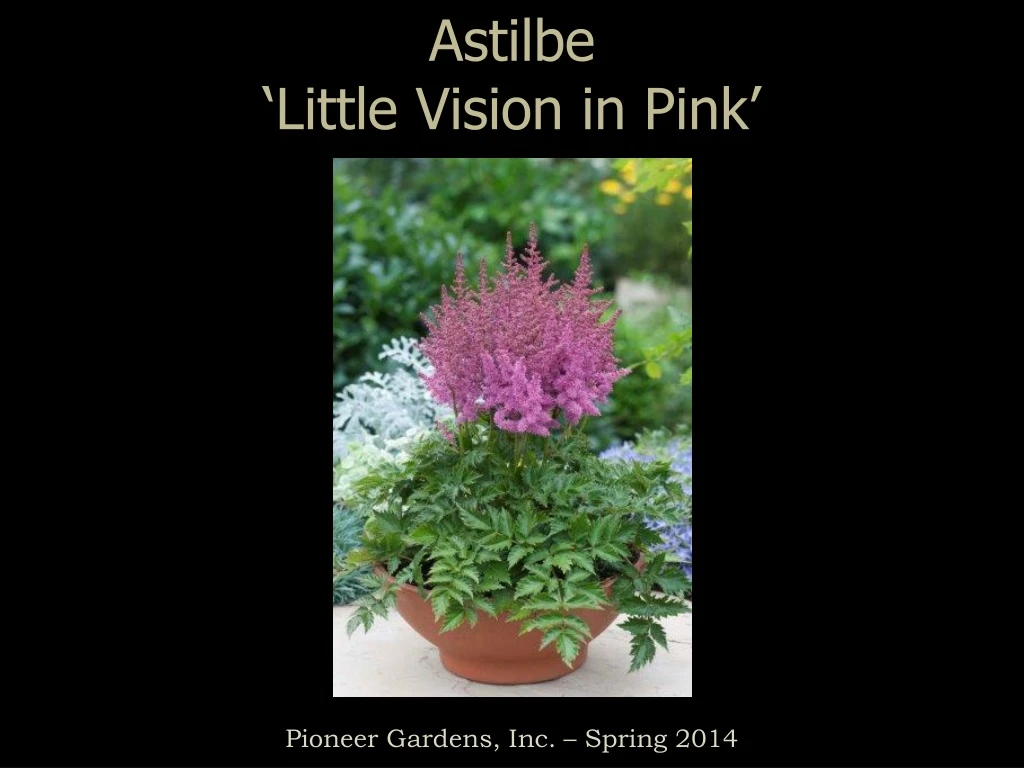 astilbe little vision in pink