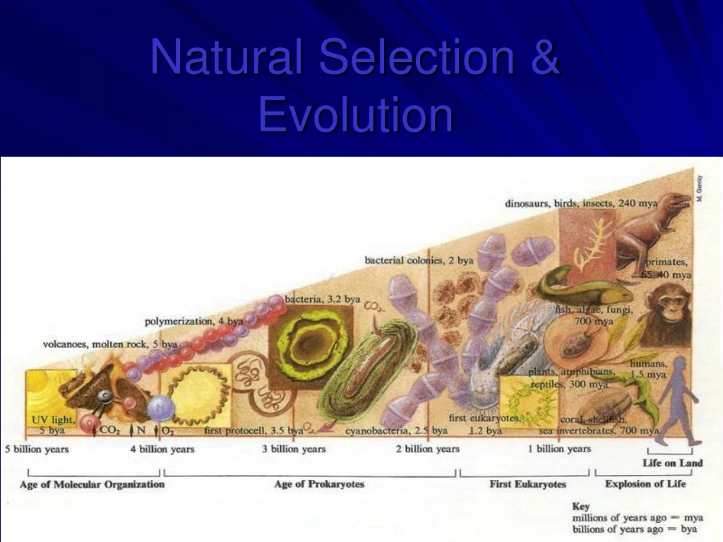 natural selection evolution