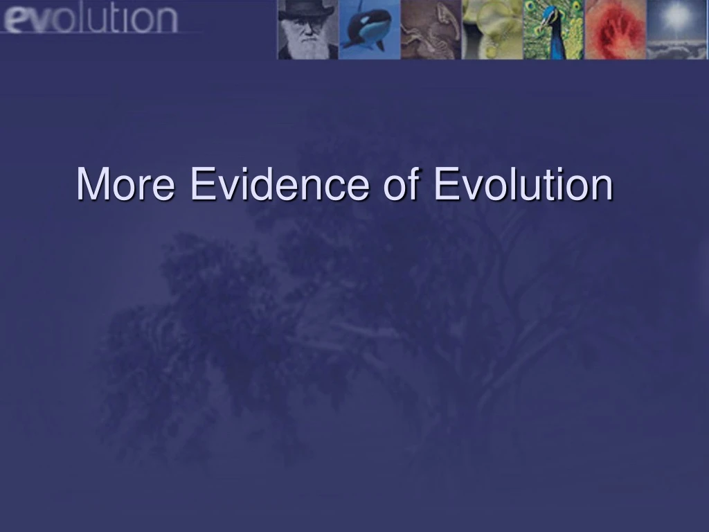 more evidence of evolution