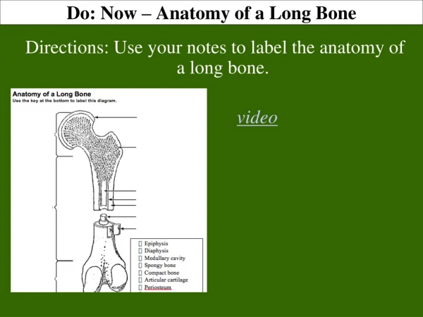 Do: Now – Anatomy of a Long Bone