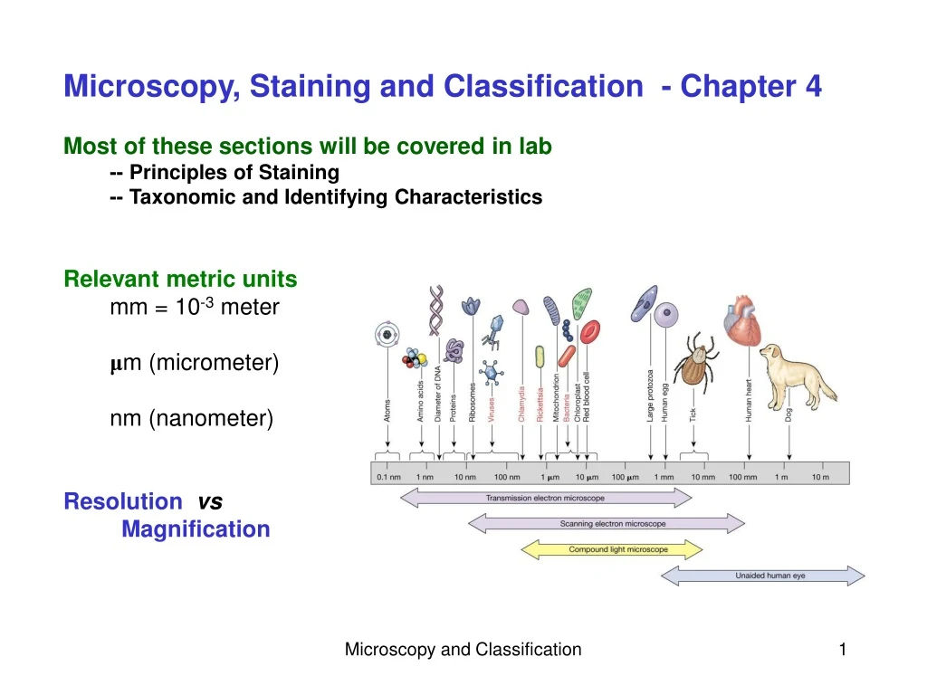 microscopy staining and classification chapter