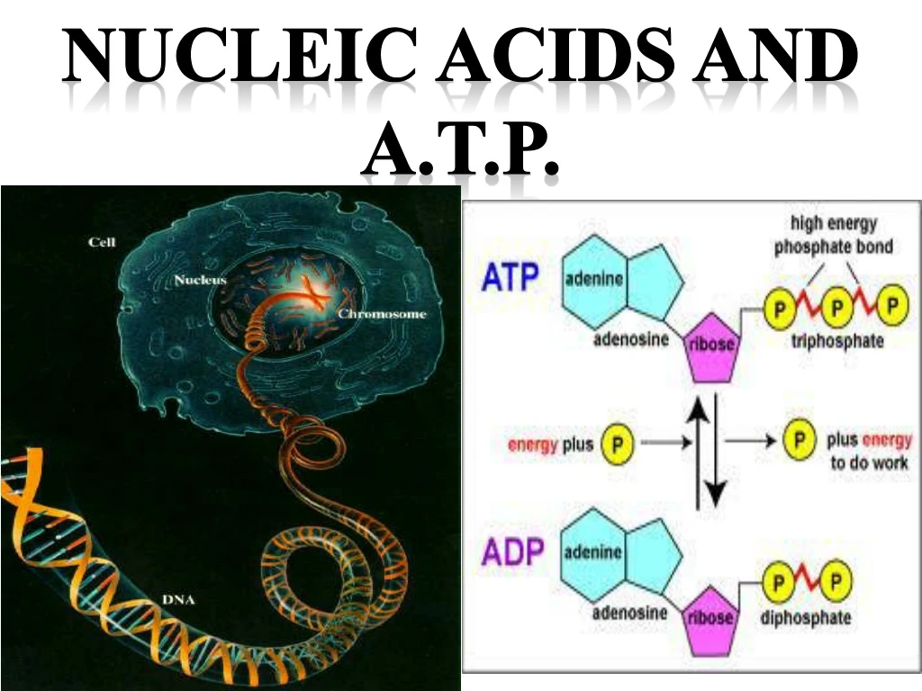 nucleic acids and a t p