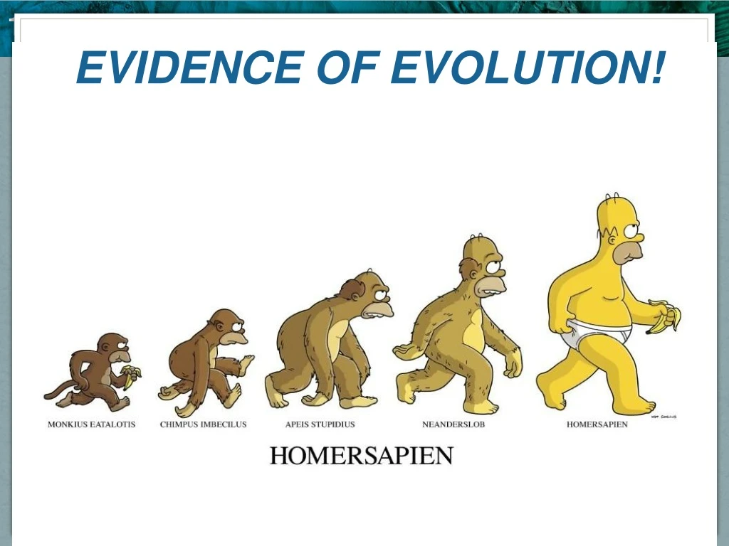 evidence of evolution