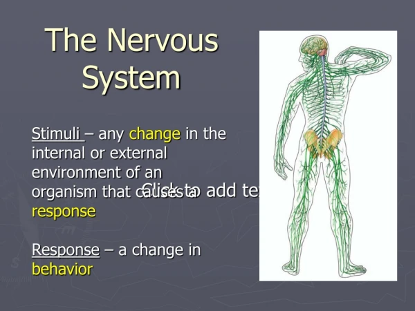 The Nervous System