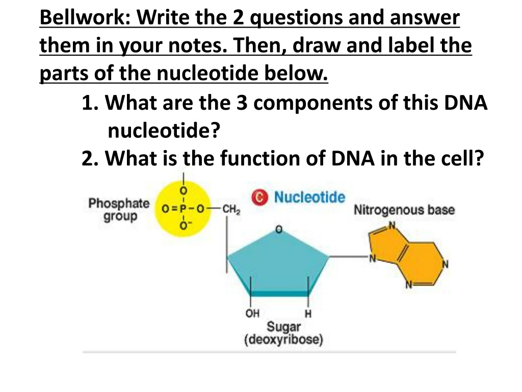 1 what are the 3 components of this dna nucleotide 2 what is the function of dna in the cell