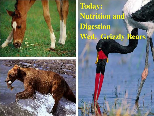 Today: Nutrition and Digestion Wed. Grizzly Bears