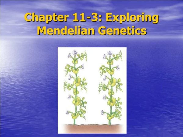 Chapter 11-3: Exploring Mendelian Genetics